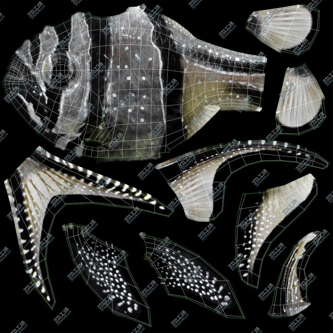 images/goods_img/202104021/3D model Saltwater Fish Collection/5.jpg